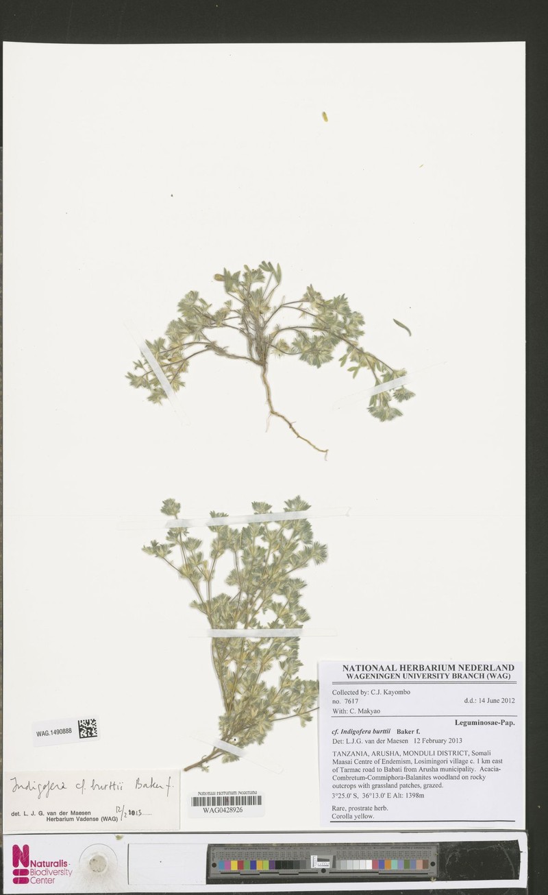 Indigofera burttii