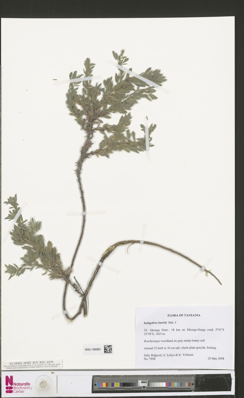 Indigofera burttii photo 2