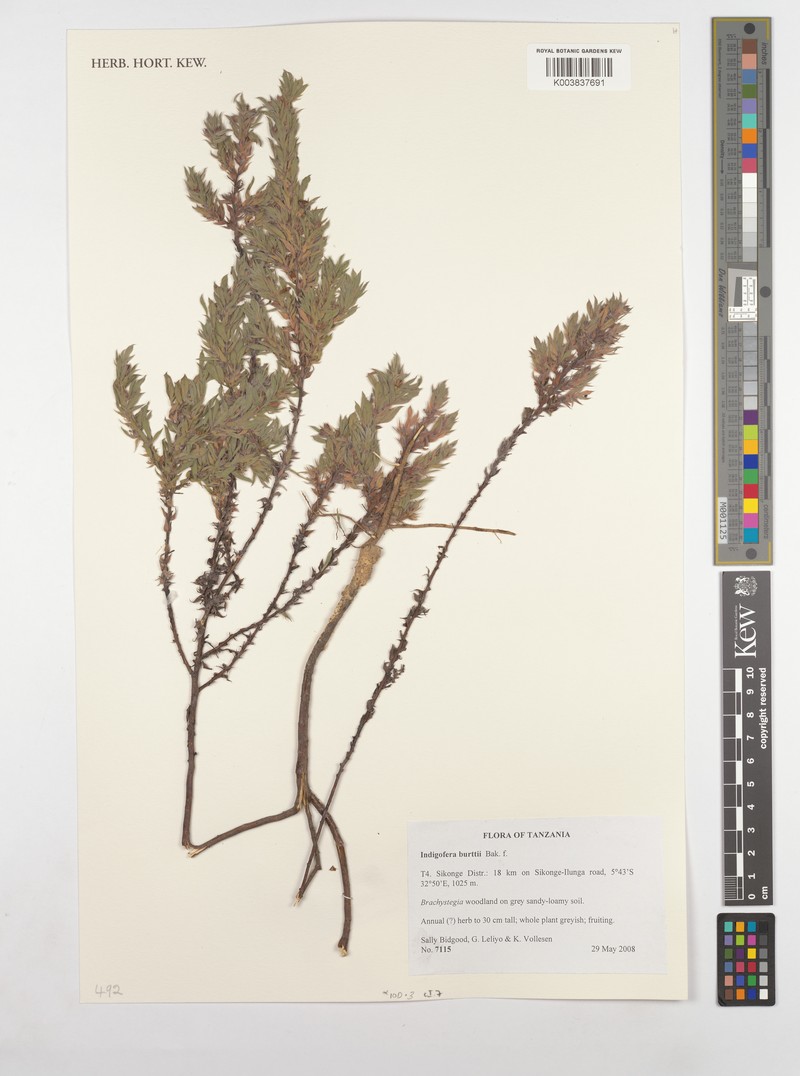 Indigofera burttii photo 3