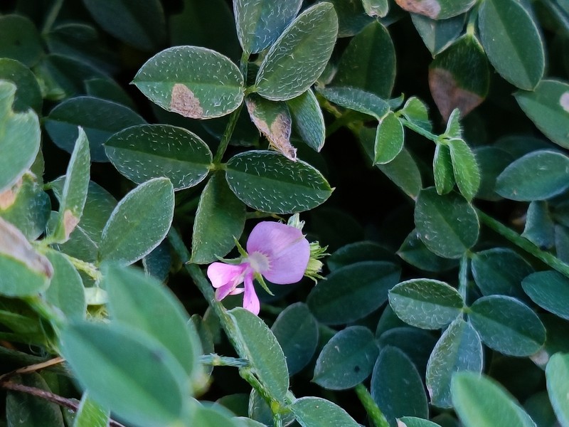 Indigofera byobiensis