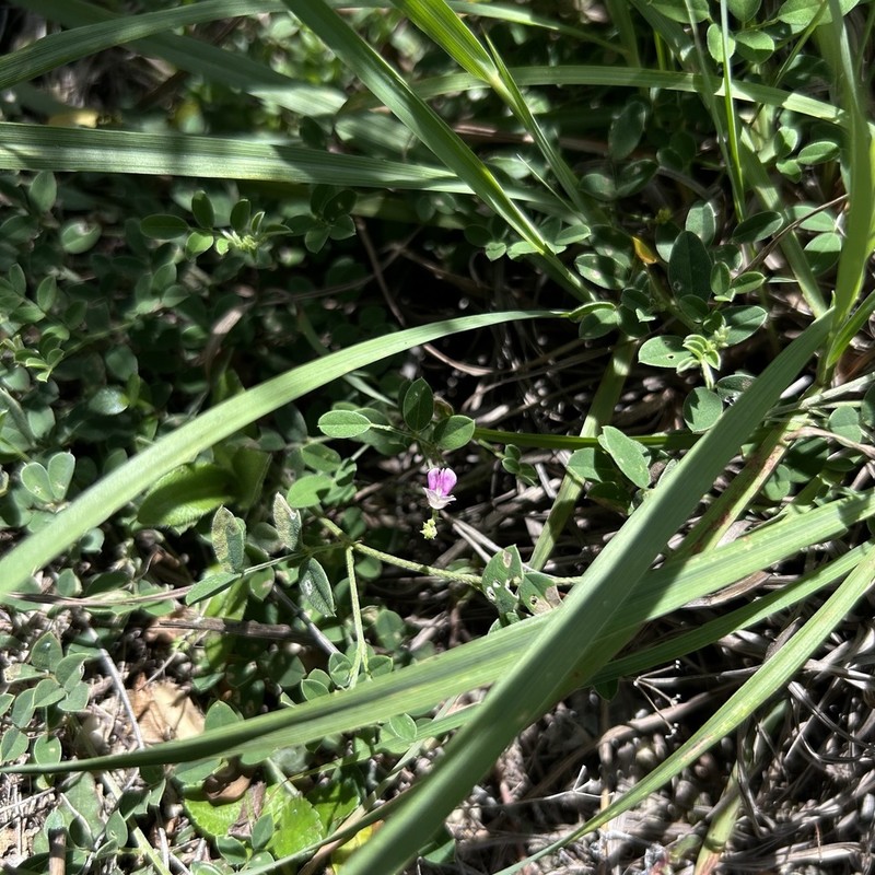 Indigofera byobiensis photo 2