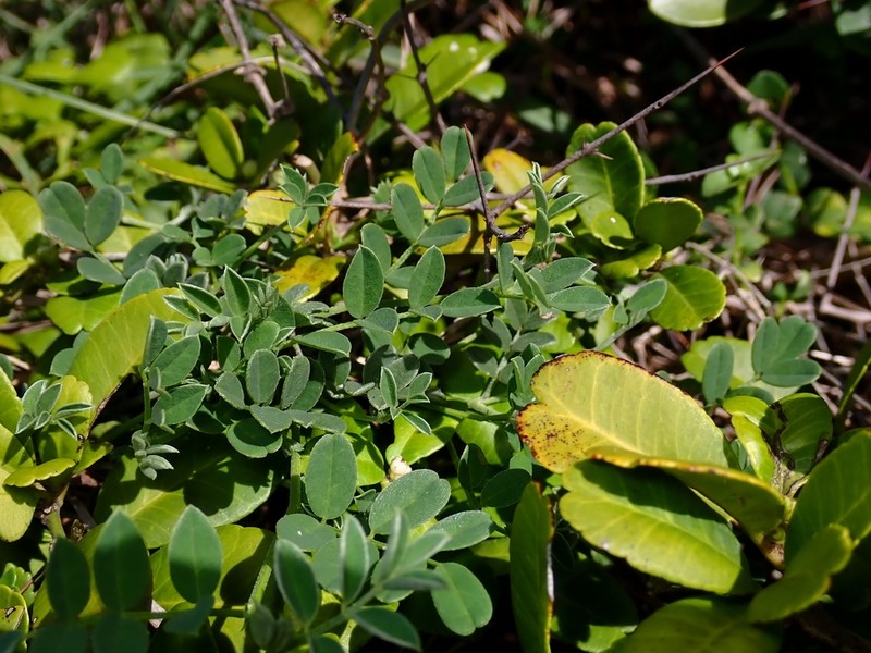 Indigofera byobiensis photo 3