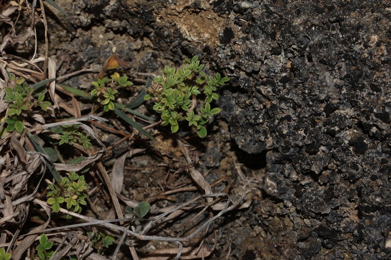 Indigofera byobiensis photo 4