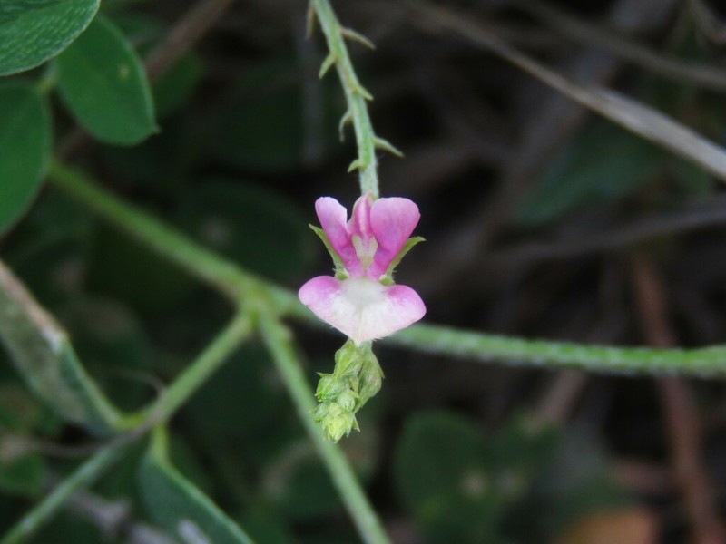 Indigofera byobiensis photo 5