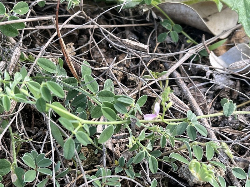 Indigofera byobiensis photo 6
