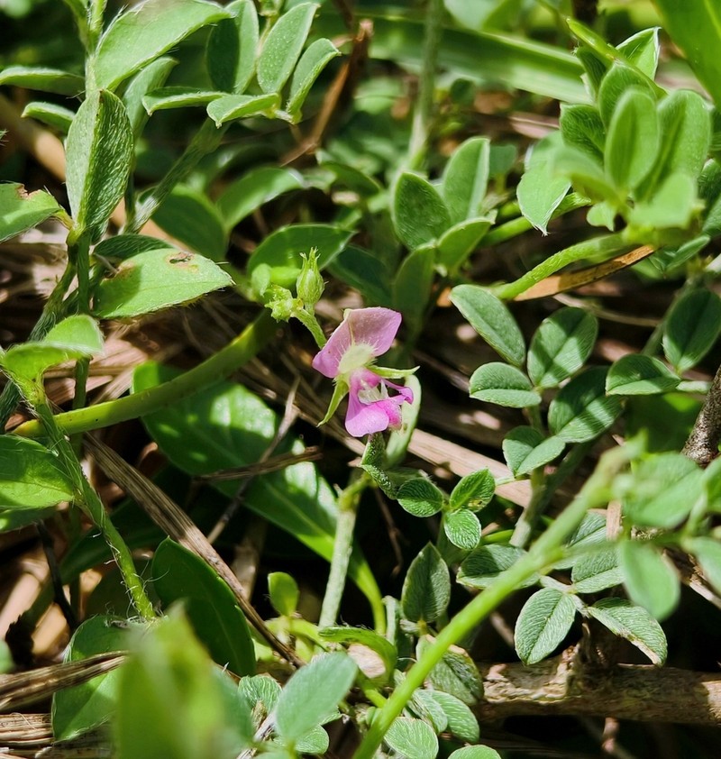 Indigofera byobiensis photo 7