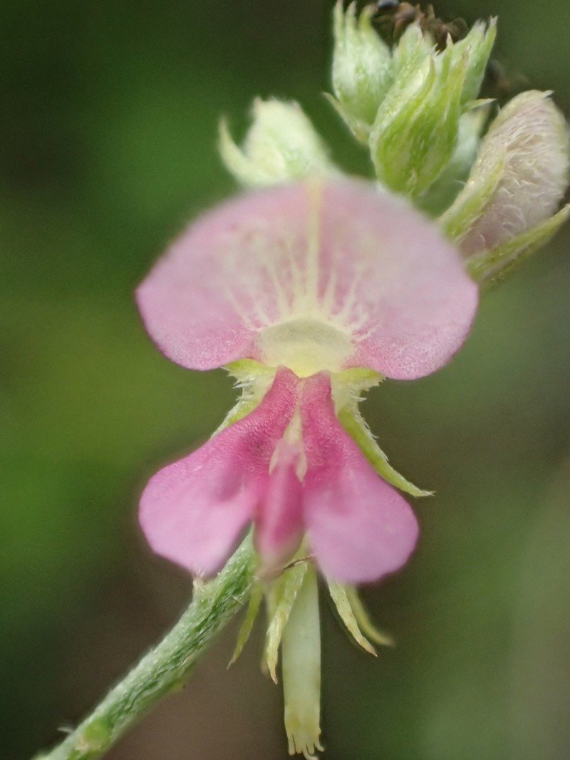Indigofera byobiensis photo 8