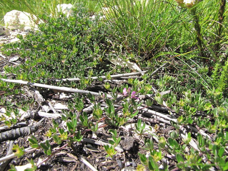 Indigofera calcarea