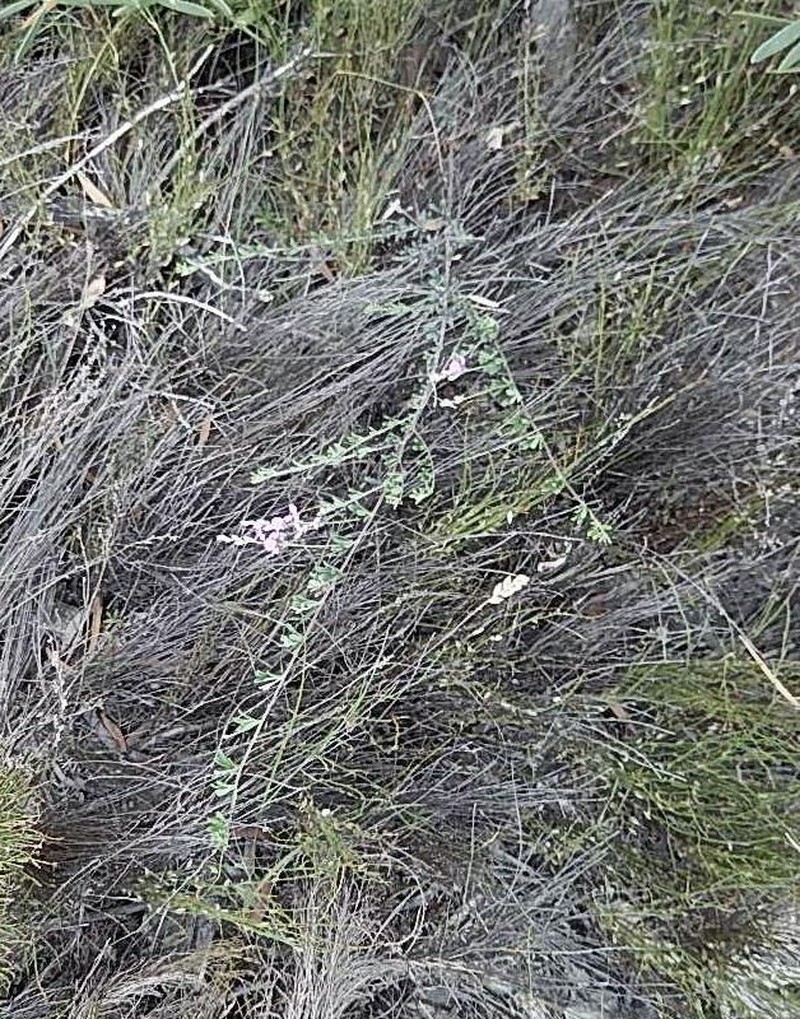 Indigofera calcarea photo 2
