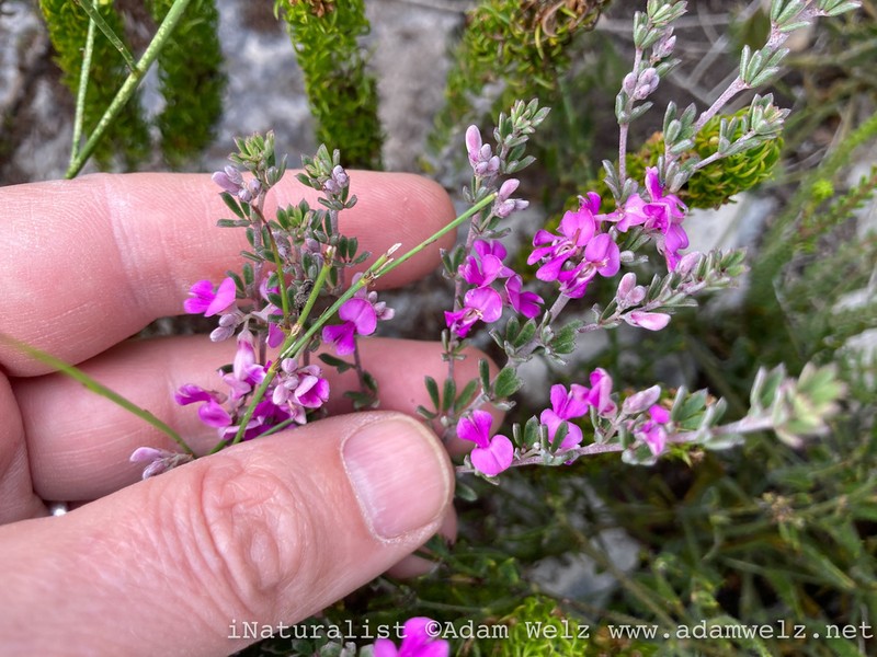 Indigofera calcarea photo 3