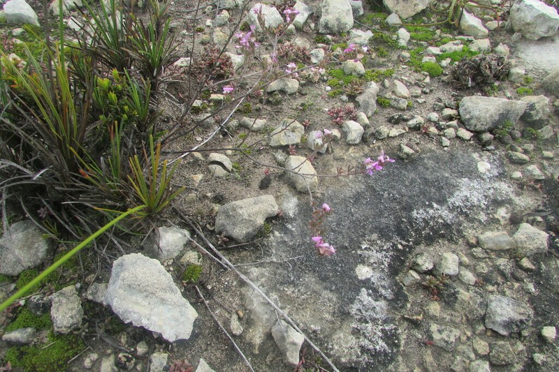 Indigofera calcarea photo 4