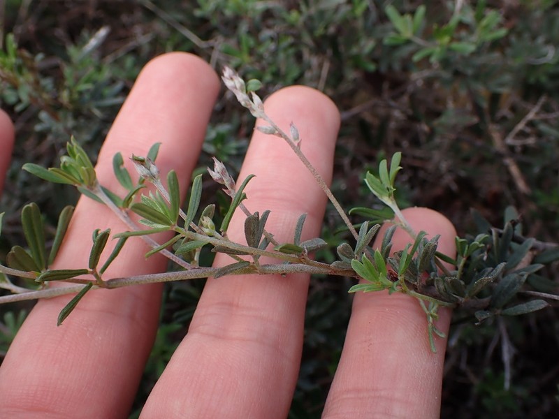 Indigofera calcarea photo 5