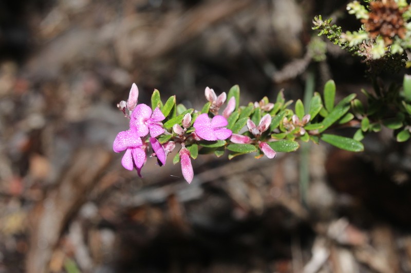Indigofera calcarea photo 6