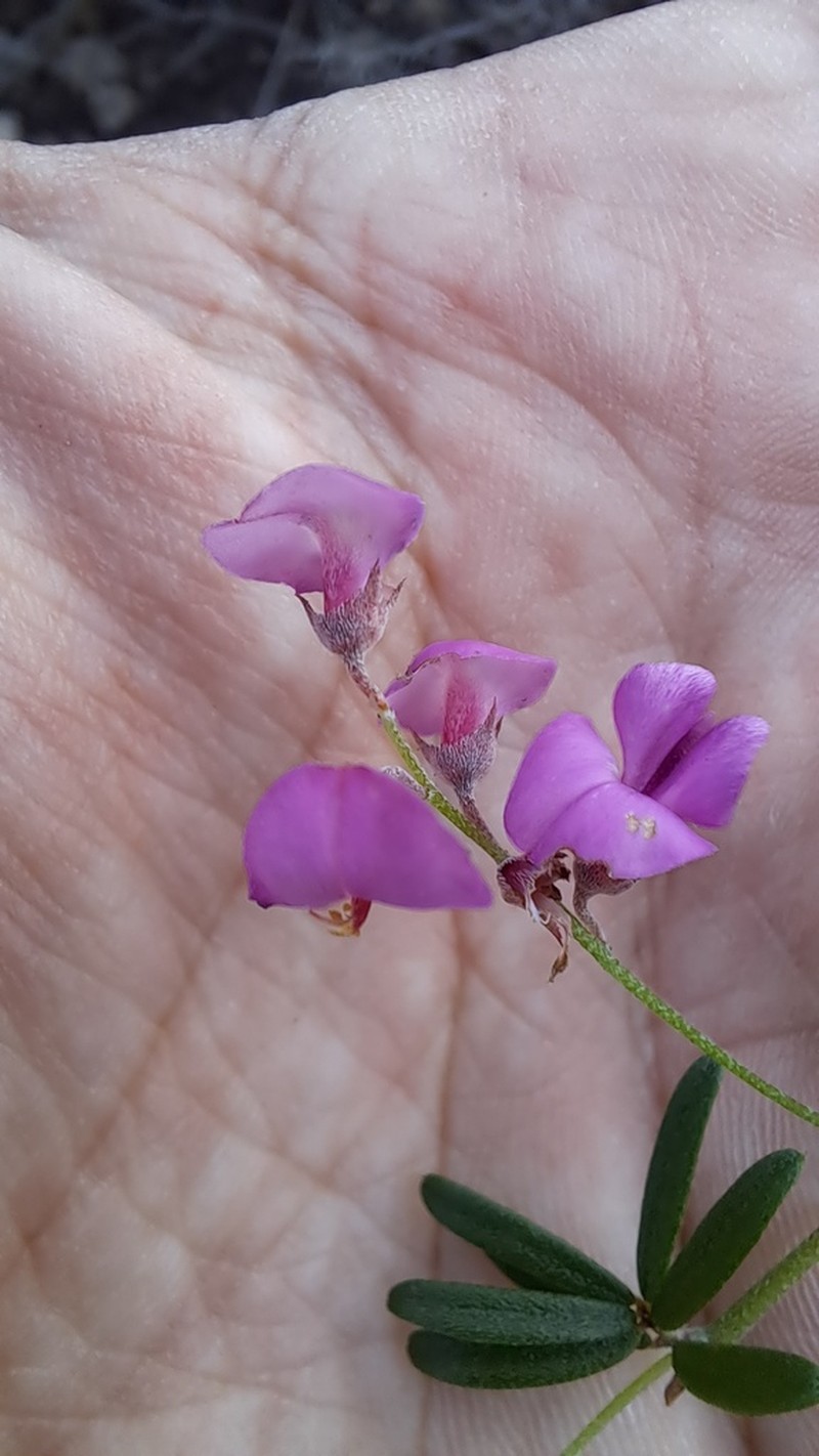 Indigofera calcarea photo 7