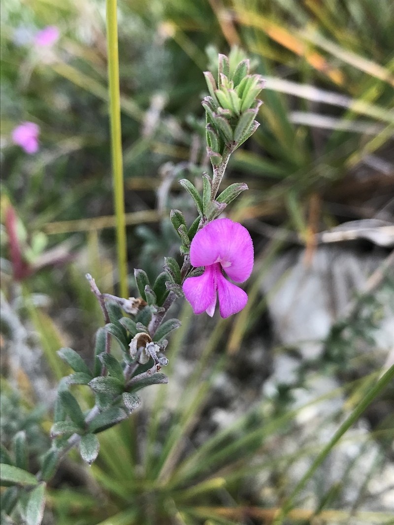 Indigofera calcarea photo 8