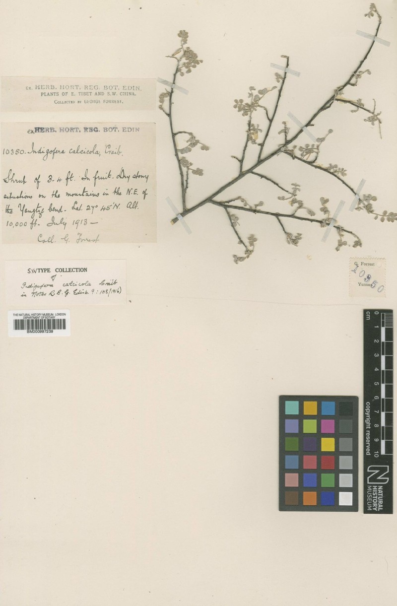 Indigofera calcicola