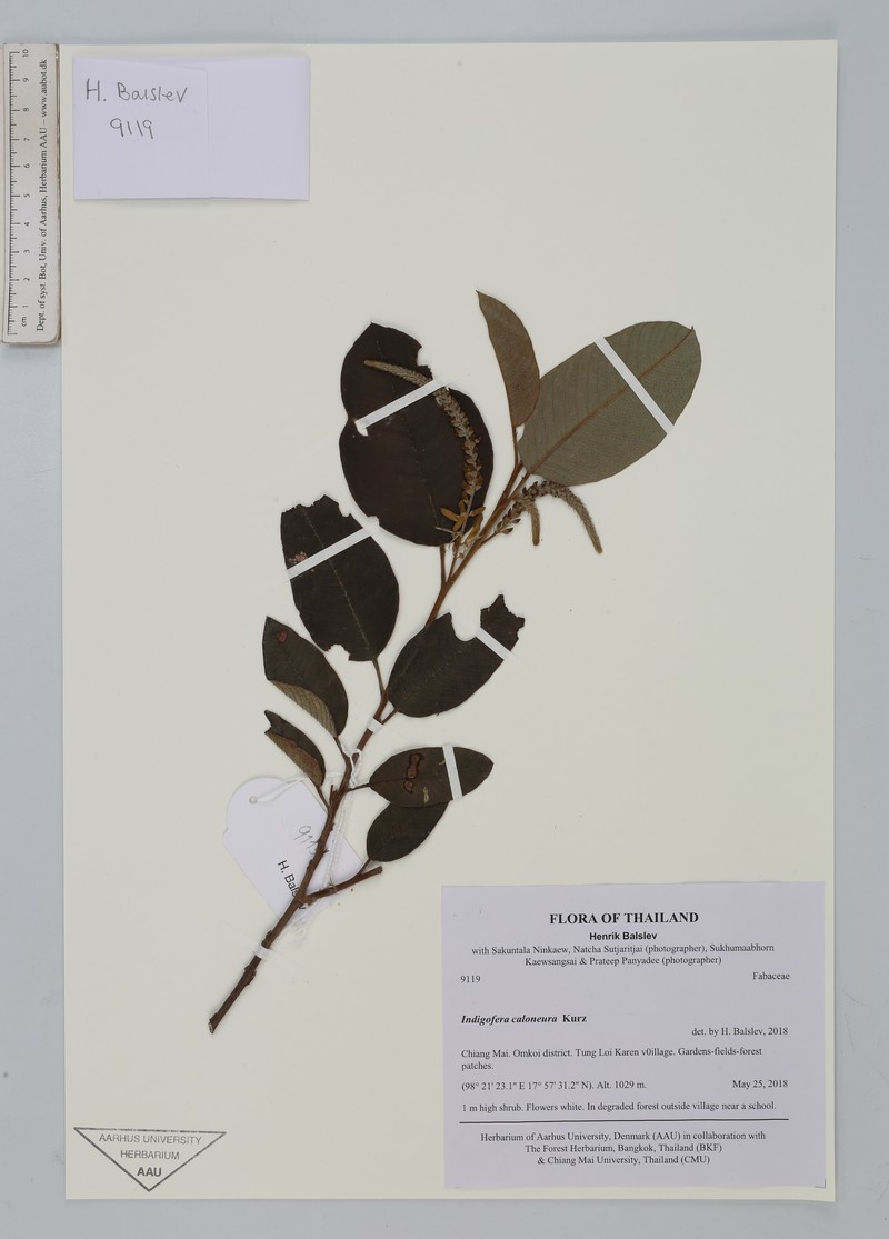 Indigofera caloneura