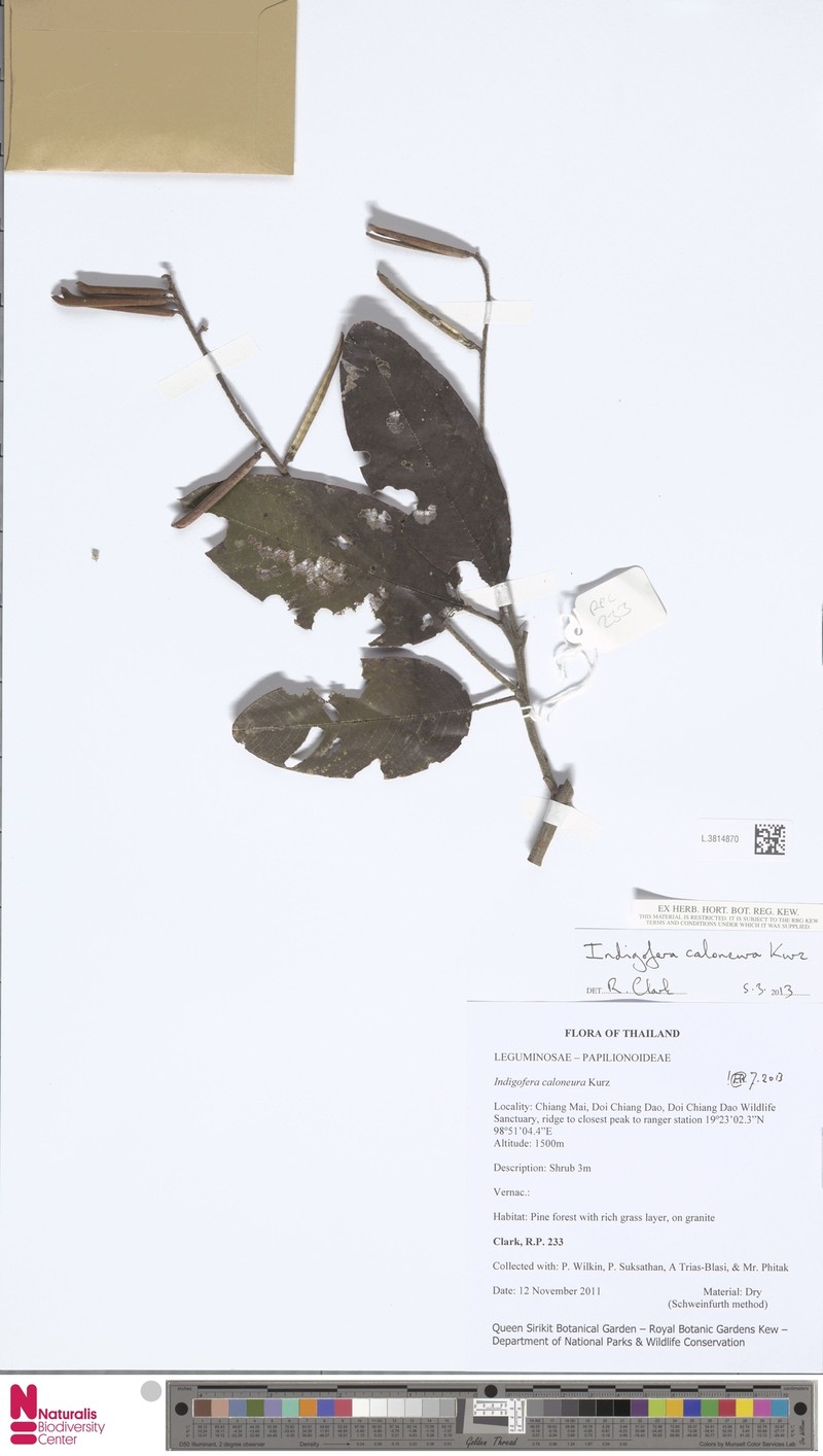 Indigofera caloneura photo 2