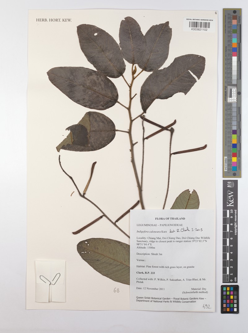 Indigofera caloneura photo 3