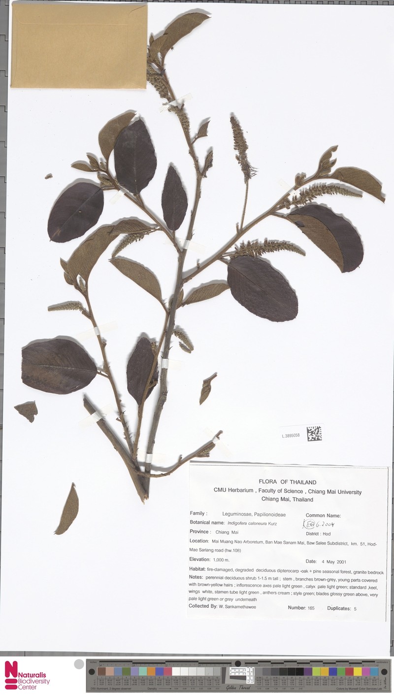 Indigofera caloneura photo 4