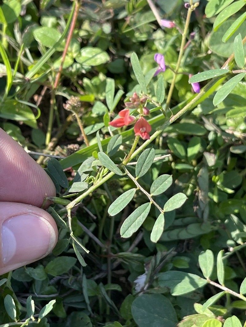 Indigofera campestris