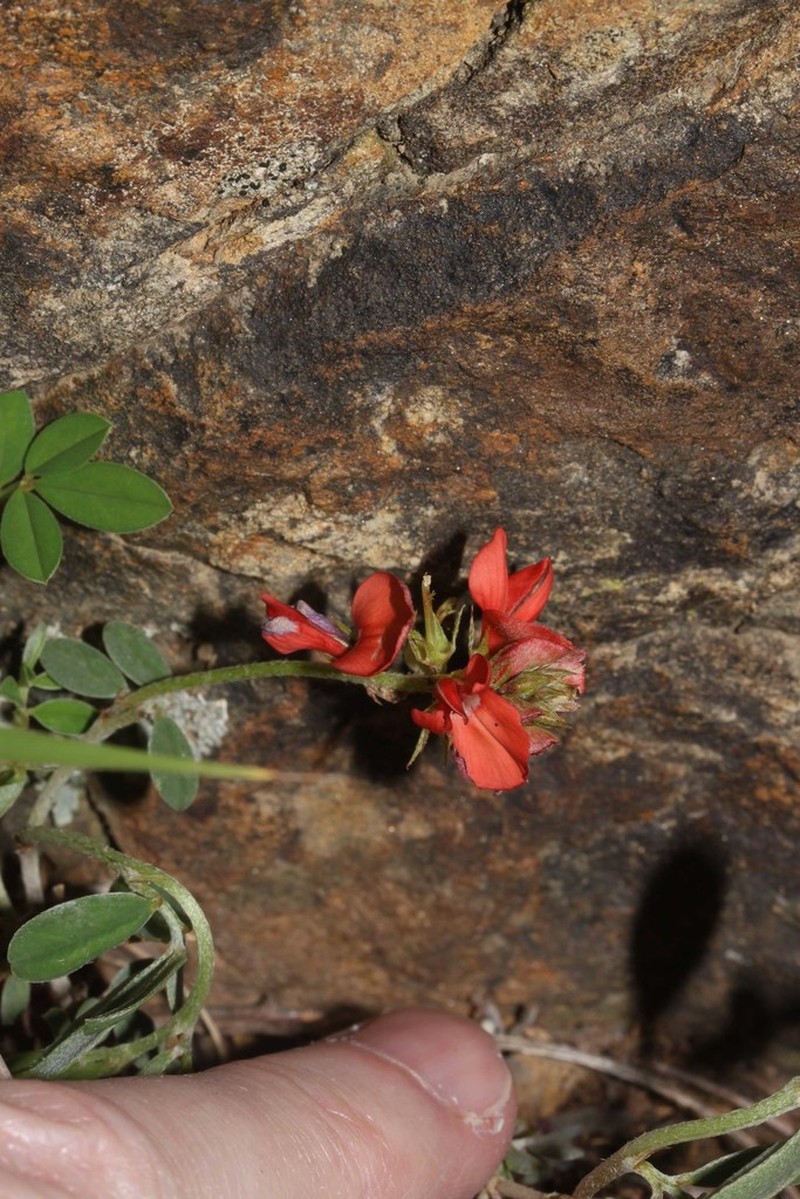 Indigofera campestris photo 2