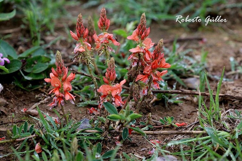 Indigofera campestris photo 3
