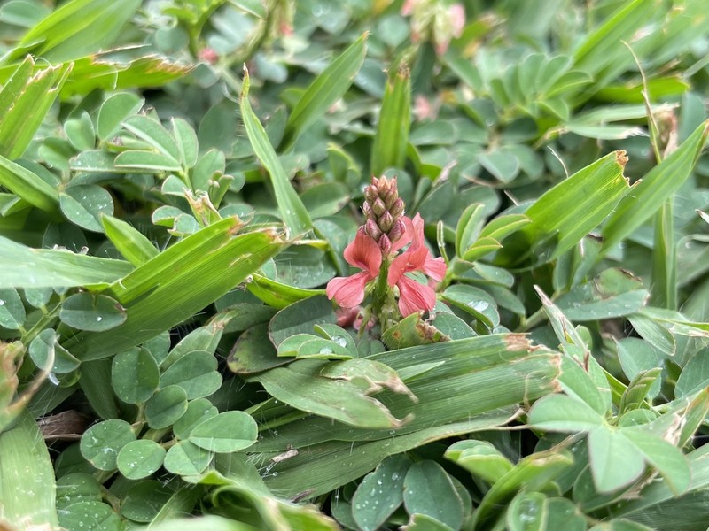 Indigofera campestris photo 4