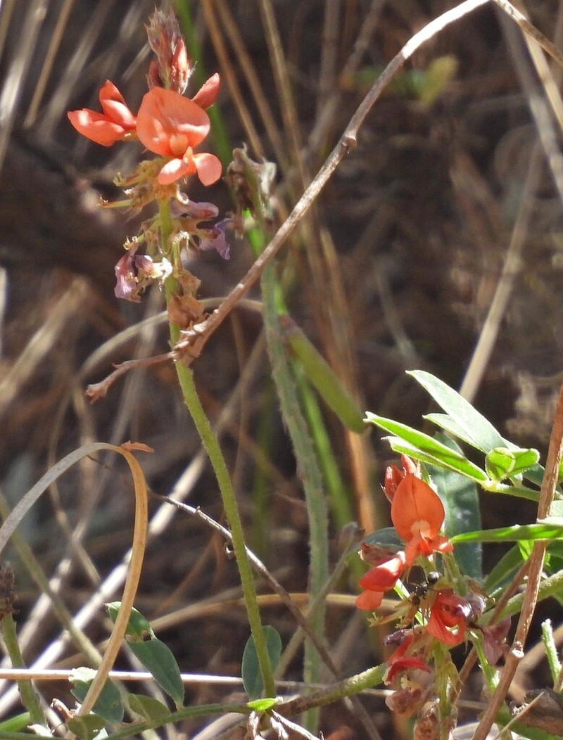 Indigofera campestris photo 5