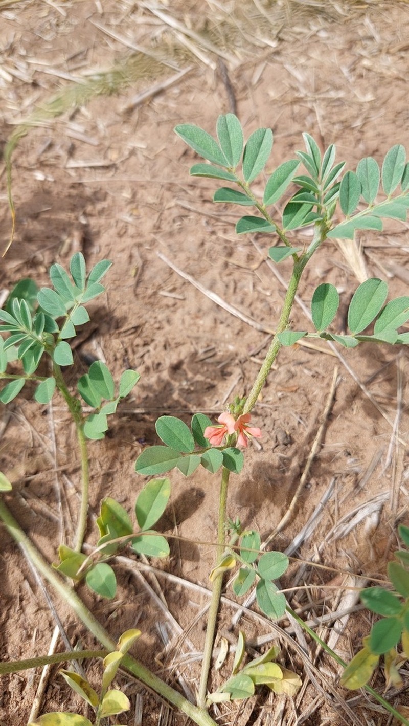 Indigofera campestris photo 6