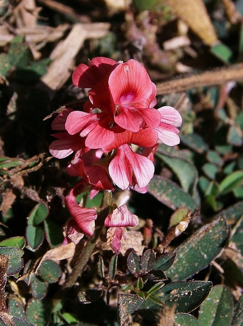 Indigofera campestris photo 7