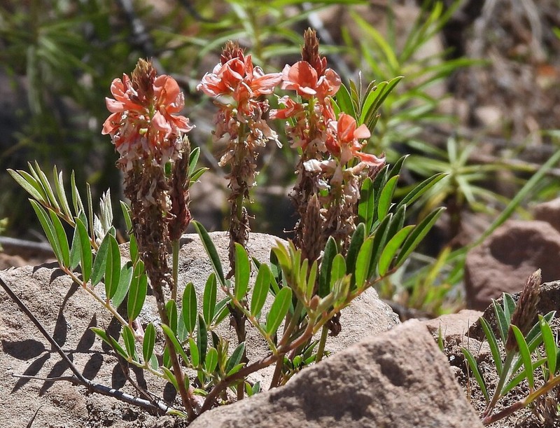 Indigofera campestris photo 8