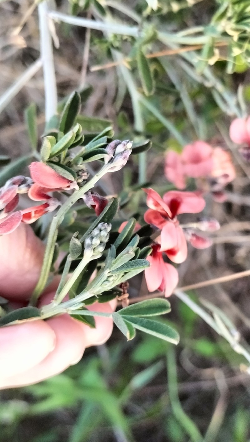 Indigofera candicans