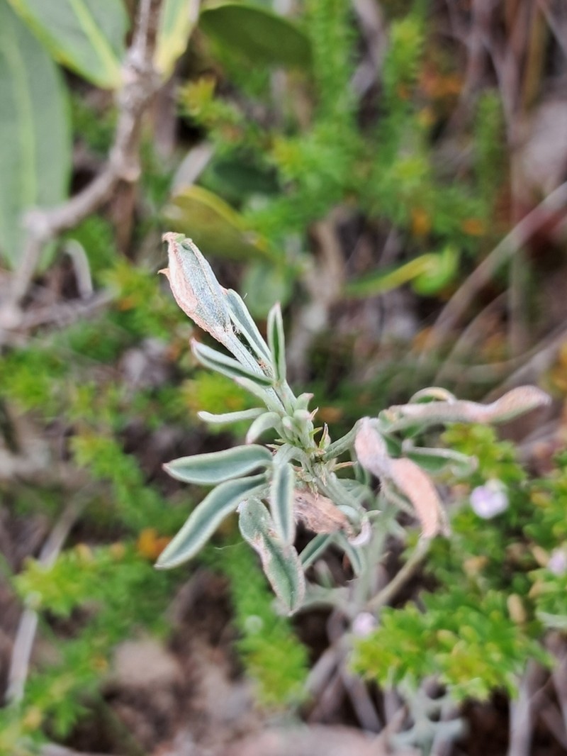 Indigofera candicans photo 2