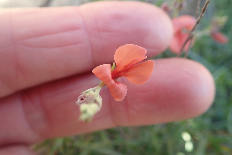 Indigofera candicans photo 4
