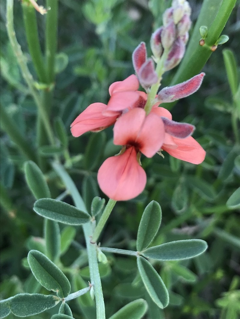 Indigofera candicans photo 5