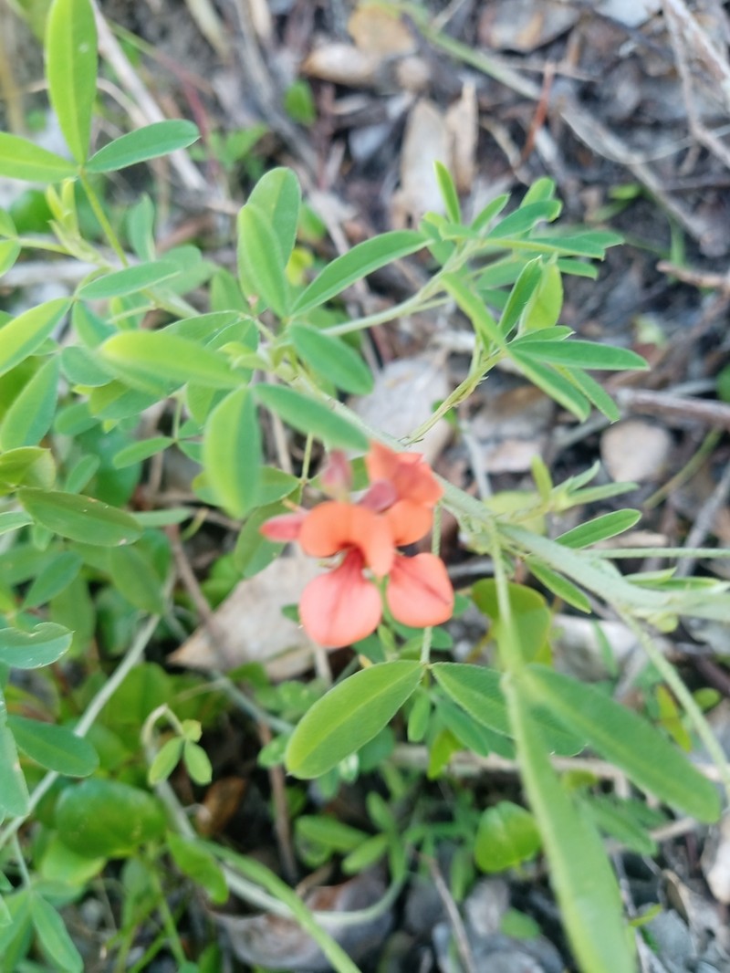 Indigofera candicans photo 6