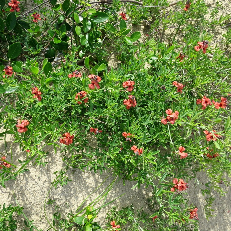 Indigofera candicans photo 7