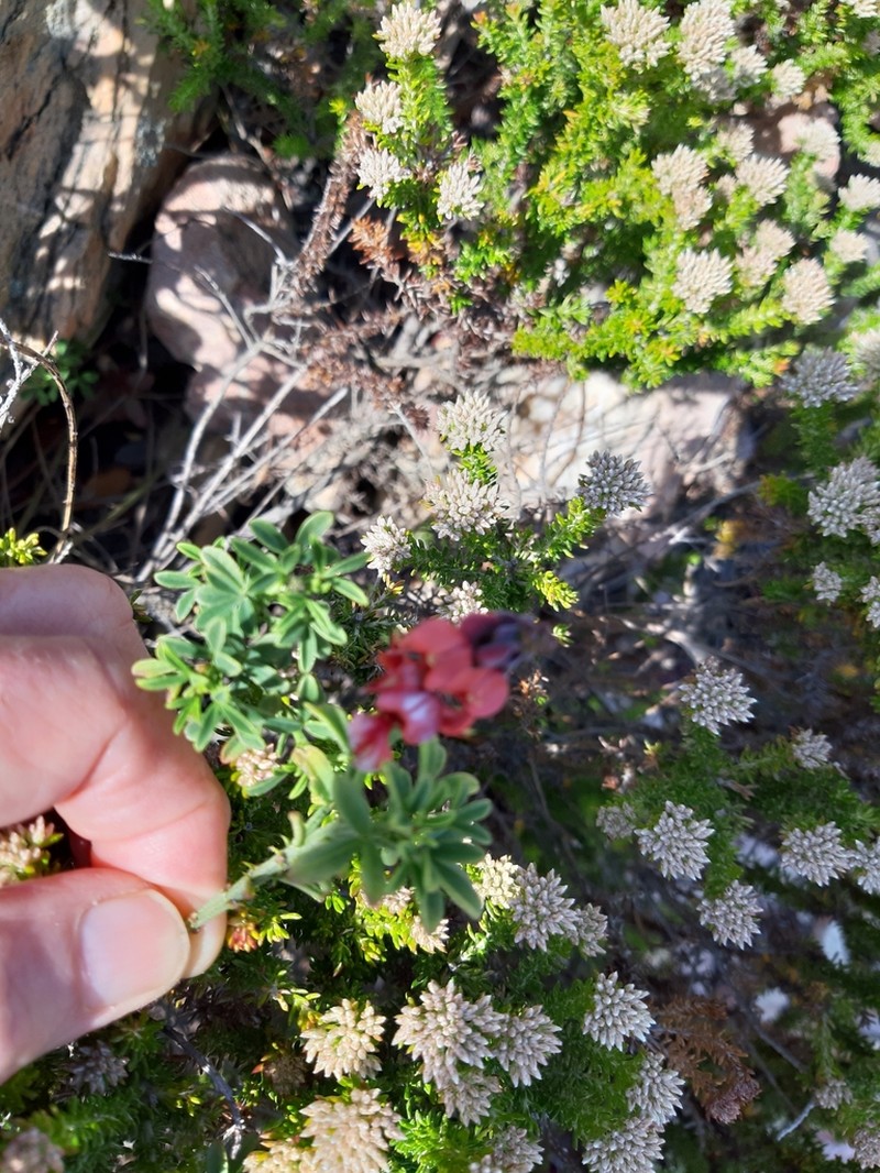 Indigofera candicans photo 8