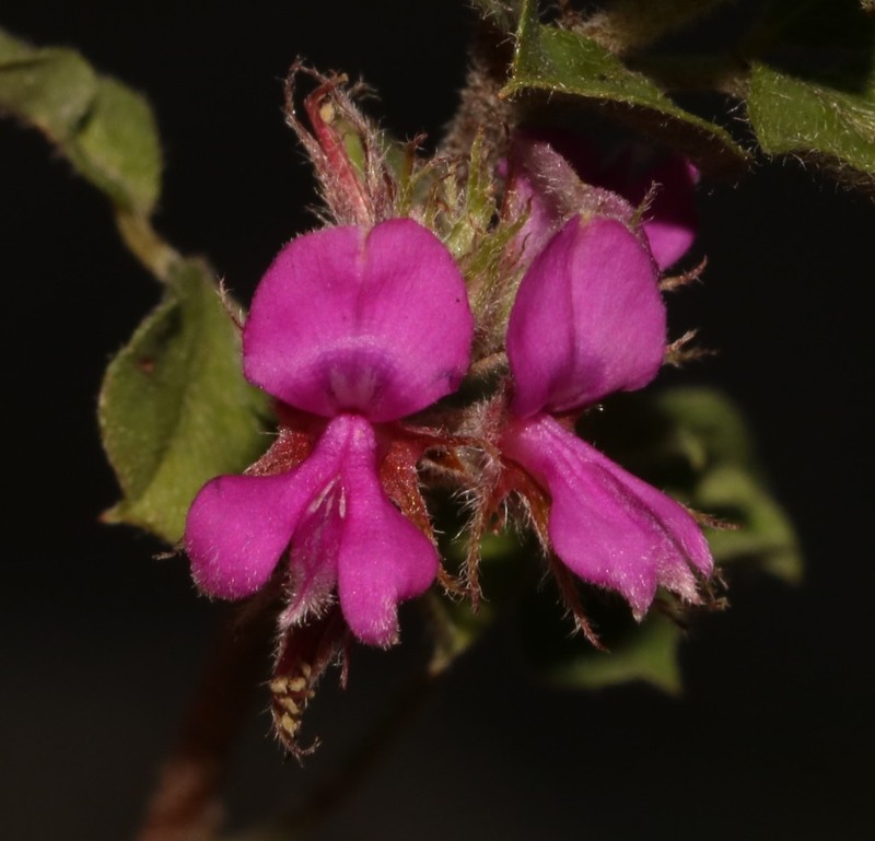 Indigofera candolleana