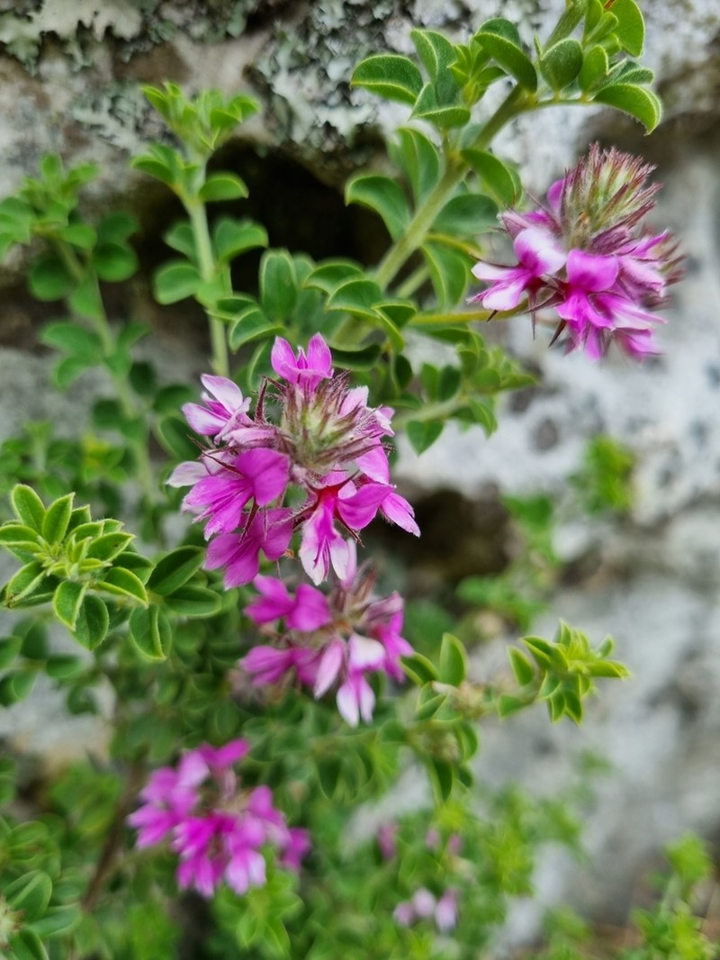 Indigofera candolleana photo 2