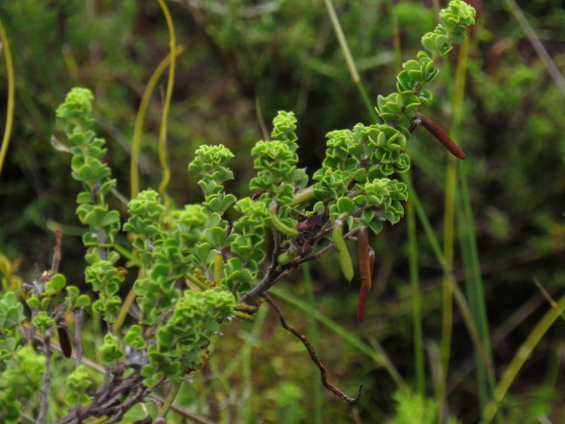Indigofera candolleana photo 3