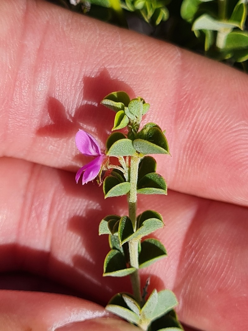 Indigofera candolleana photo 4