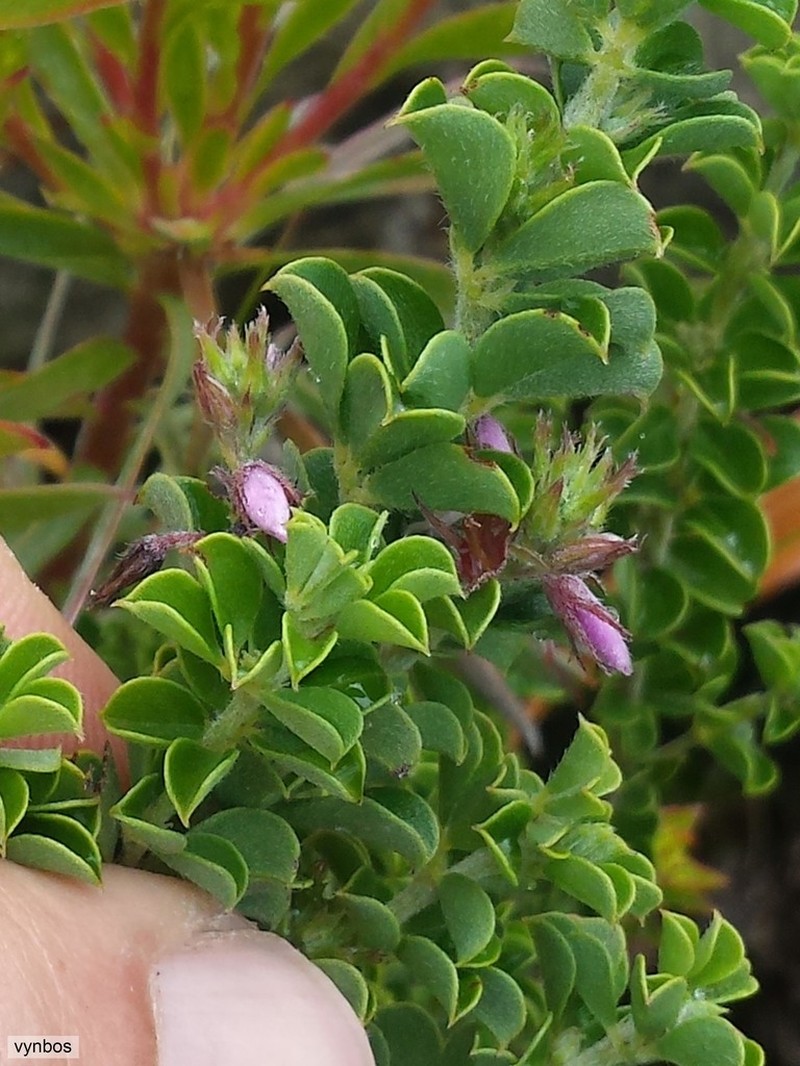 Indigofera candolleana photo 5