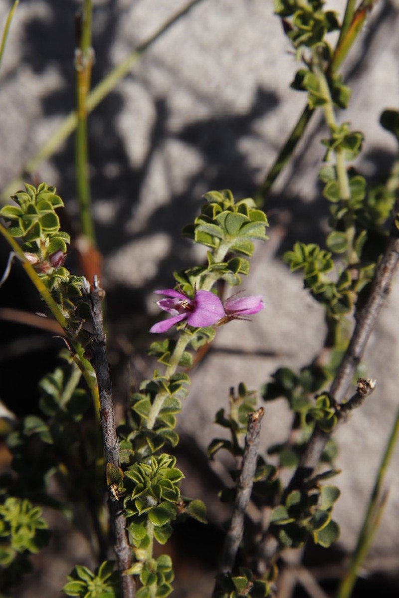 Indigofera candolleana photo 6