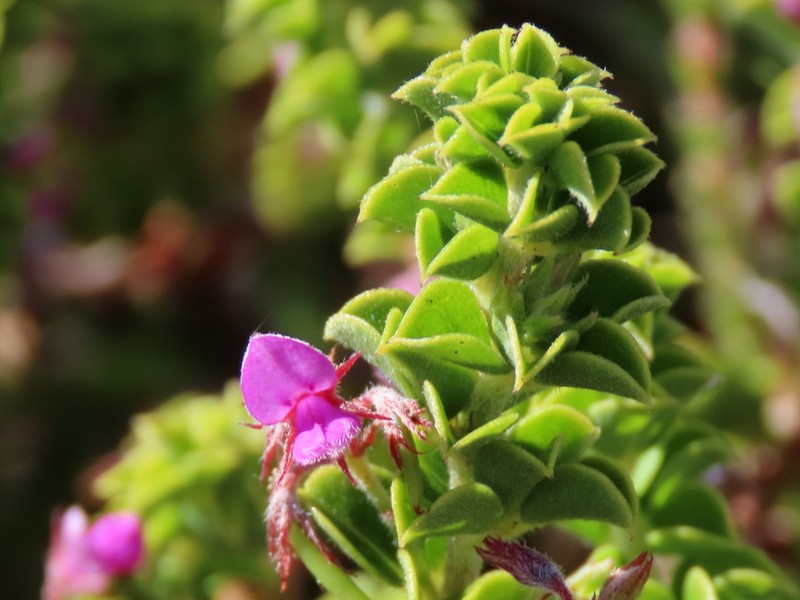 Indigofera candolleana photo 7