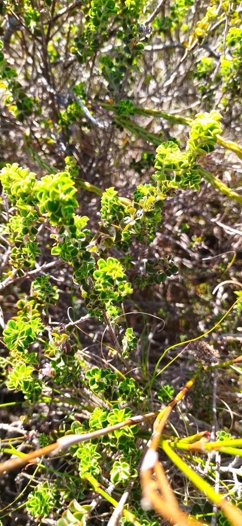 Indigofera candolleana photo 8