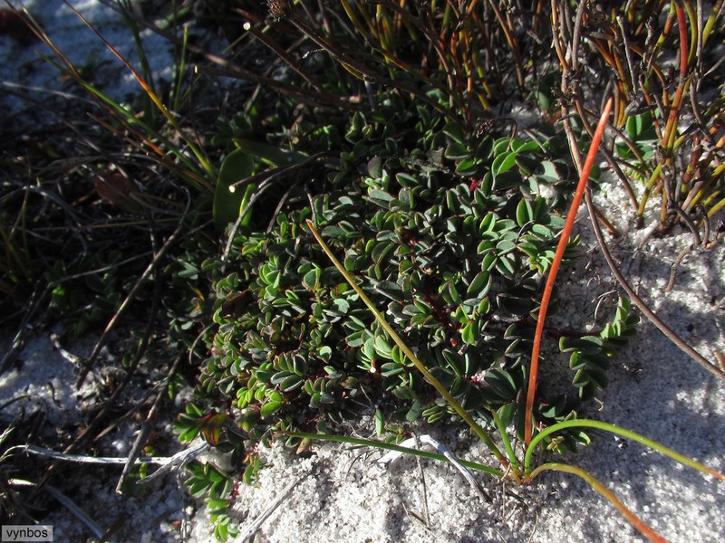 Indigofera capillaris