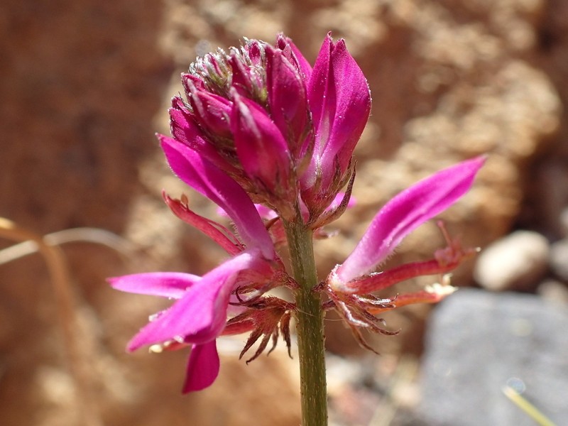 Indigofera capillaris photo 2