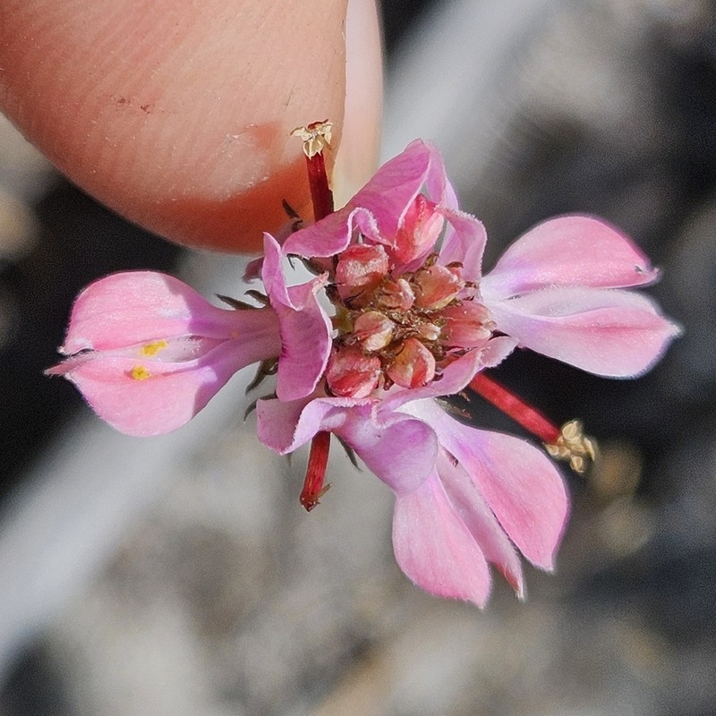 Indigofera capillaris photo 3